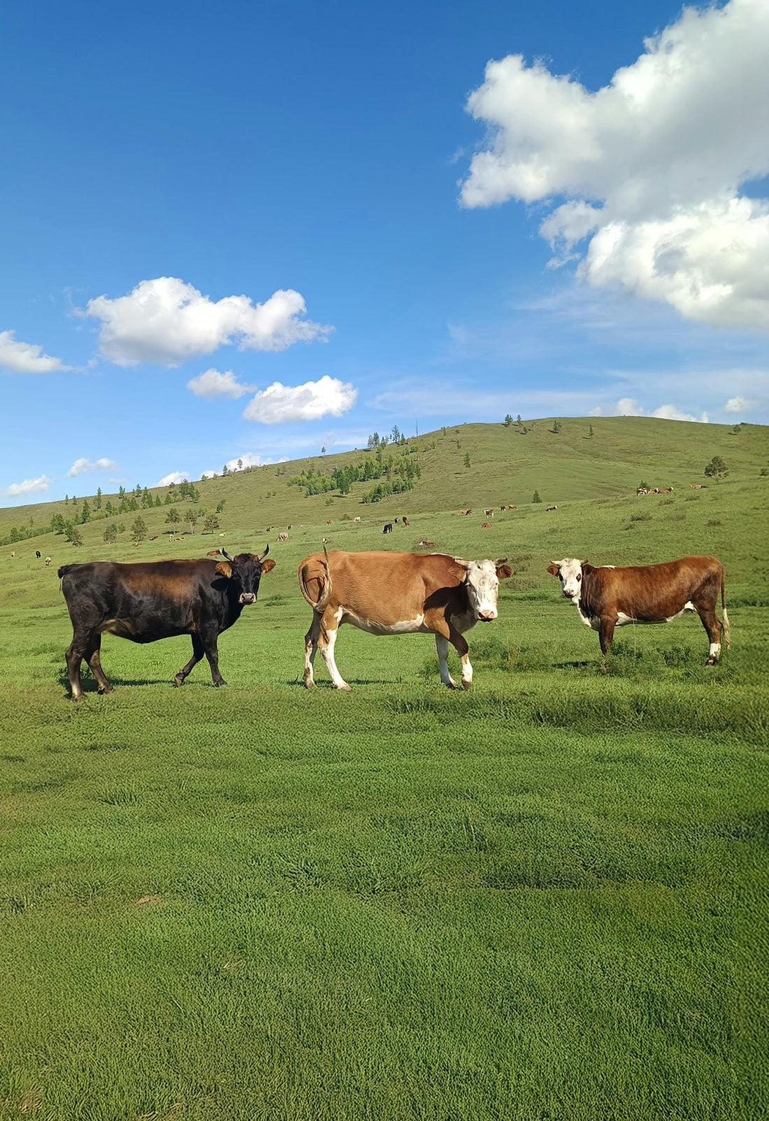 Pasture Raised Vs Grass Fed Beef: What The Label Isn't Telling You.