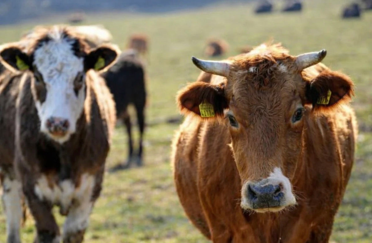 How Bridle Farms Delivers Pasture Raised Beef Straight To Your Door.